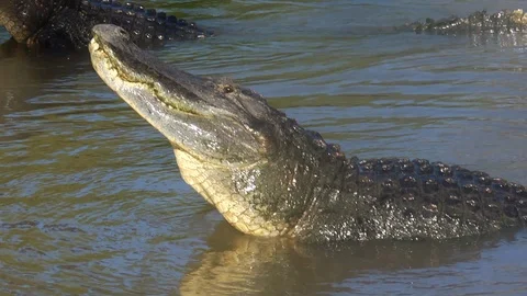 Alligator bellowing Stock Footage 98214776