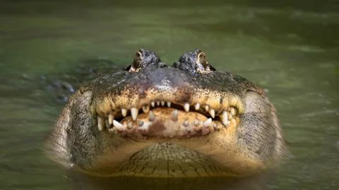 Alligator Bellowing Foto stock