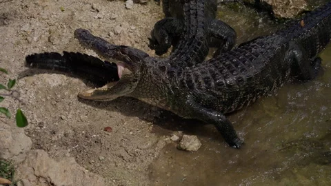 Alligator Biting Rival Tail During Aggressive Fight Stock Footage 317084080