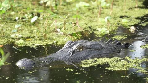 An alligator blinking his nictitating membrane Stock Footage 276189234