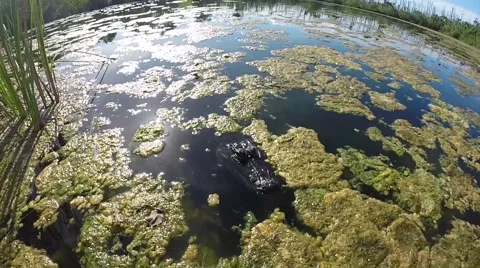 Alligator at blue hole on big pine key in the florida keys Video stock 41869007