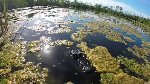 Alligator at blue hole on big pine key in the florida keys Stock Footage 41869378