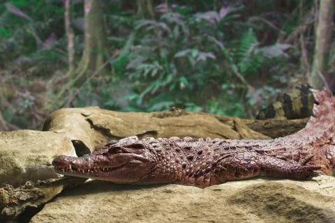 Alligator on a Boulder Foto stock