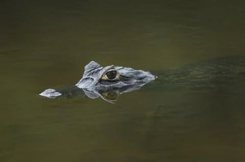 Alligator. Brasil Stock Photos