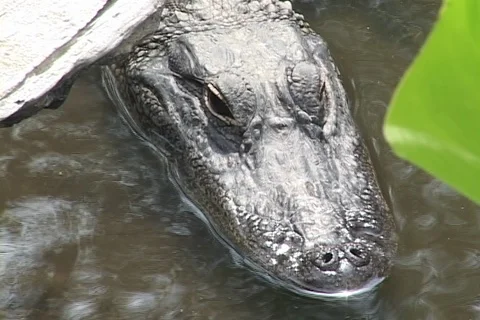 Alligator breathing 스톡 동영상 98263371