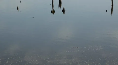 Alligator bubbles Vídeo Stock 49309468