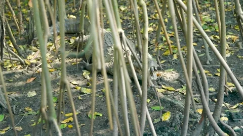 Alligator in the Bush Stock Footage 258421976
