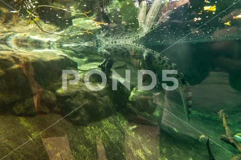 Alligator Caiman Crocodile reptile in zoo Barcelona Stock Photos