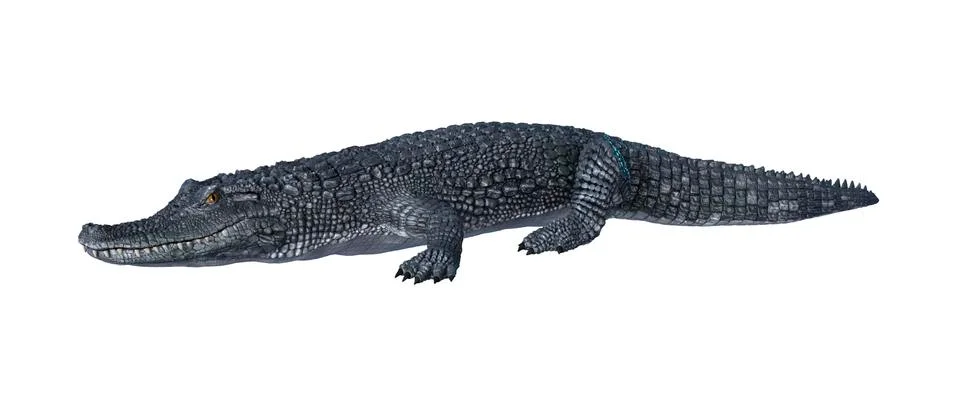 Alligator Caiman on White Illustrazione stock