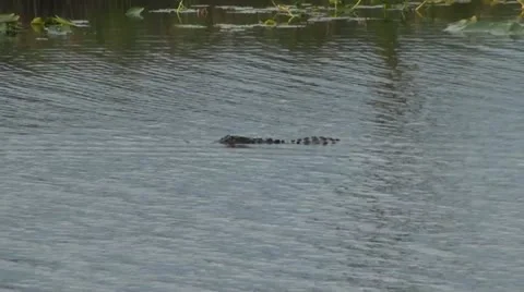 Alligator in canal 库存影片 11288864