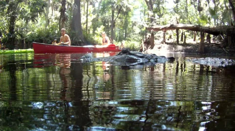 Alligator with Canoe Underwater Stock-Footage 38113013