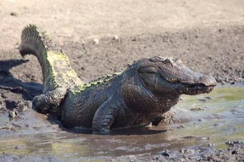 Alligator catching a fish Stock Photos