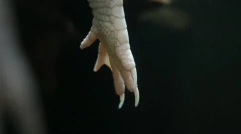 Alligator Claw Stockbeeldmateriaal 21899481