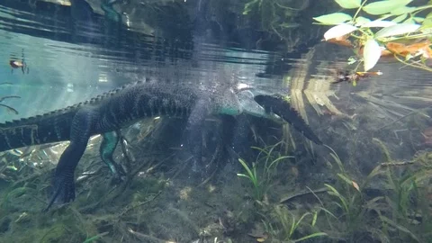 Alligator In Clear Water Stock Footage 104267525