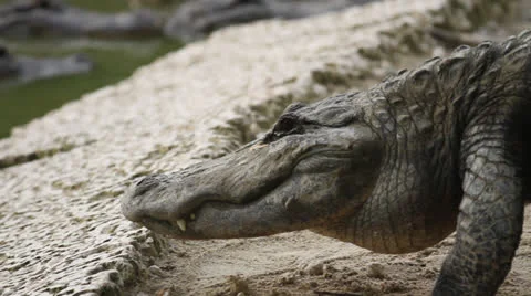Alligator Climing Into Water 動画素材 26747830