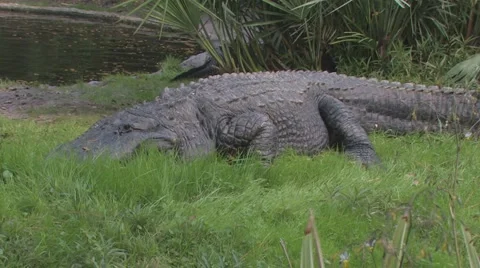 Alligator Clip 1 Stock Footage 1105537