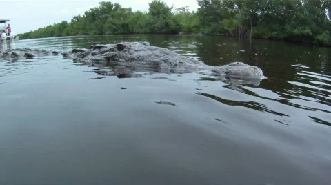 Alligator Close Up Stock Footage 768838