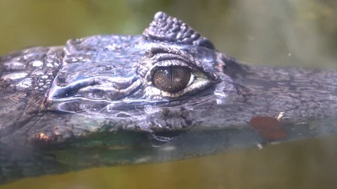 Alligator , close up Stock-Footage 95806173