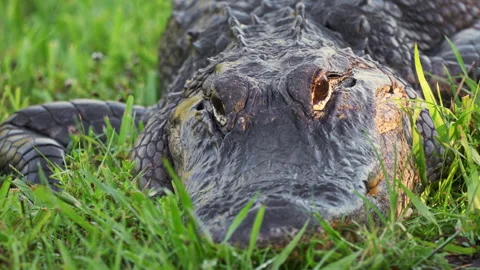 Alligator Close Up Video stock 273194954