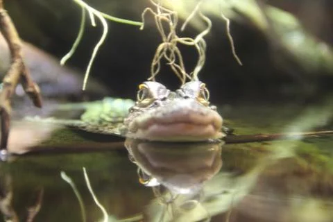 Alligator close up Stock Photos