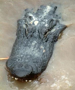 Alligator Close-up Foto stock