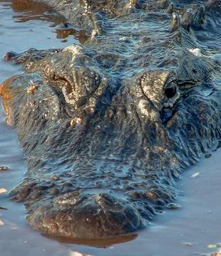 Alligator Close-up Foto stock