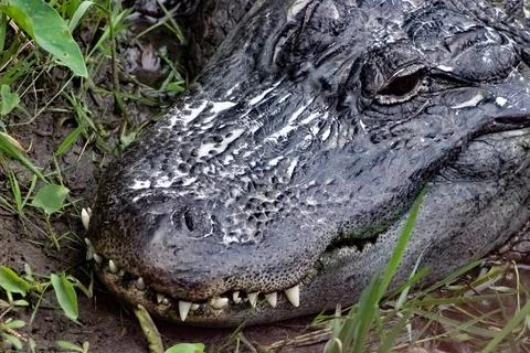 An alligator close-up, ready to strike Stock Photos