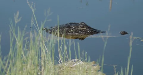 Alligator Close Up Turns To Camera Video stock 98268607