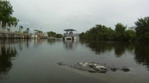 Alligator Close Up Underwater Stock Footage 768727