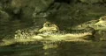 Alligator close in water M HD HD Footage