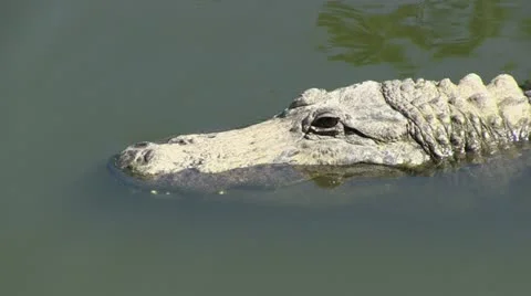 Alligator closes eye Stock Footage 12375505