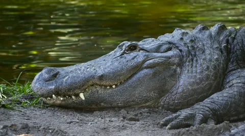 Alligator Closes His Eyes While Resting on Bank, 4K Stock Footage 62067584