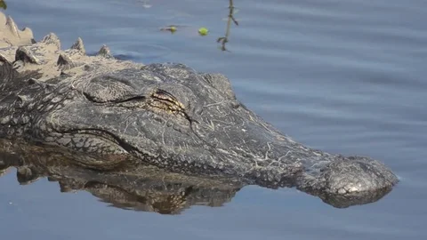 Alligator closeup Stock Footage 80678866