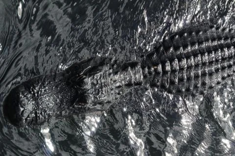 Alligator closeup Stock Photos