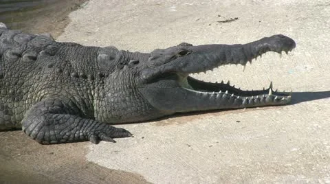Alligator on concrete Stock Footage 12382449