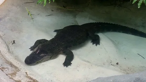 Alligator Cools Off Stock Footage 79585551