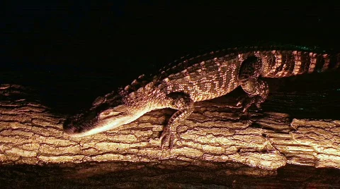 Alligator Crawling On Log 動画素材 349062