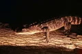 Alligator Crawling On Log Footage