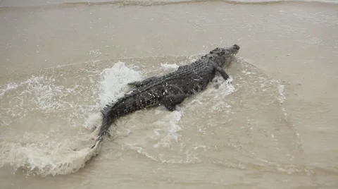 Alligator crawling on sea at beach Stock Footage 67019205