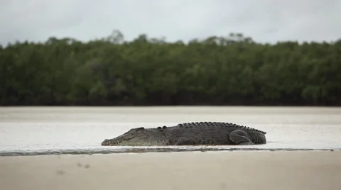 Alligator crawling on sea at beach Stock Footage 67019206