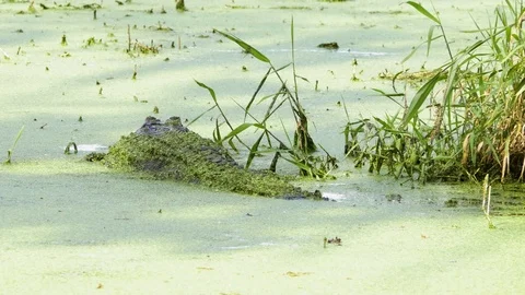 Alligator Crawls Through Swamp, 4K Stock Footage 72553496