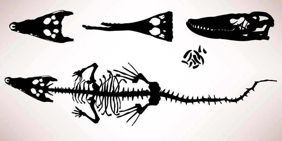 Alligator Crocodile Bone Skeleton Stock Illustration