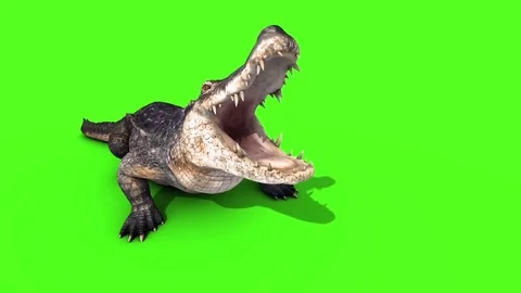 Alligator Crocodile Reptile Attacks Front Loop Green Screen 3D Rendering Stock Footage 73299344