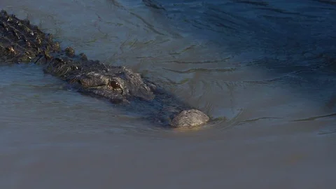 Alligator crosses frame Stock Footage 98214529