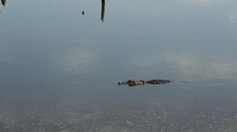 Alligator cruising Vídeo Stock 49316311