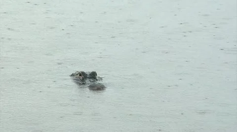 Alligator CU facing camera in light rain Stock Footage 11819666