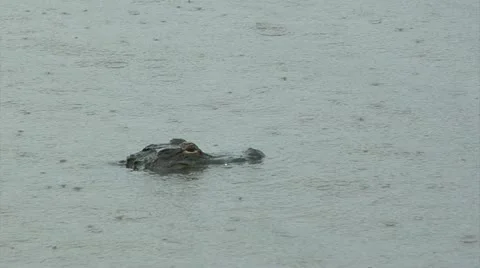 Alligator CU turns to camera in light rain Stock Footage 11819984