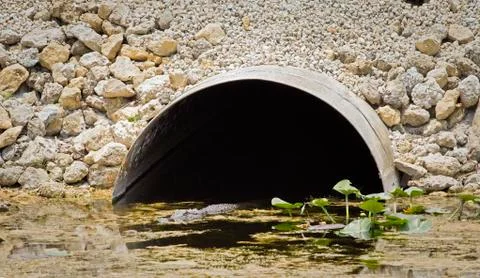 Alligator at culvert Stock Photos