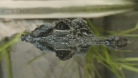 A alligator is currently observing with only its eyes above the water Stock Footage 282412877