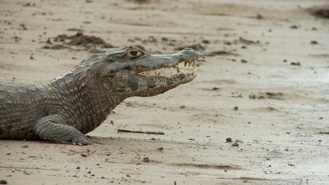 Alligator Danger Vidéo 106445386